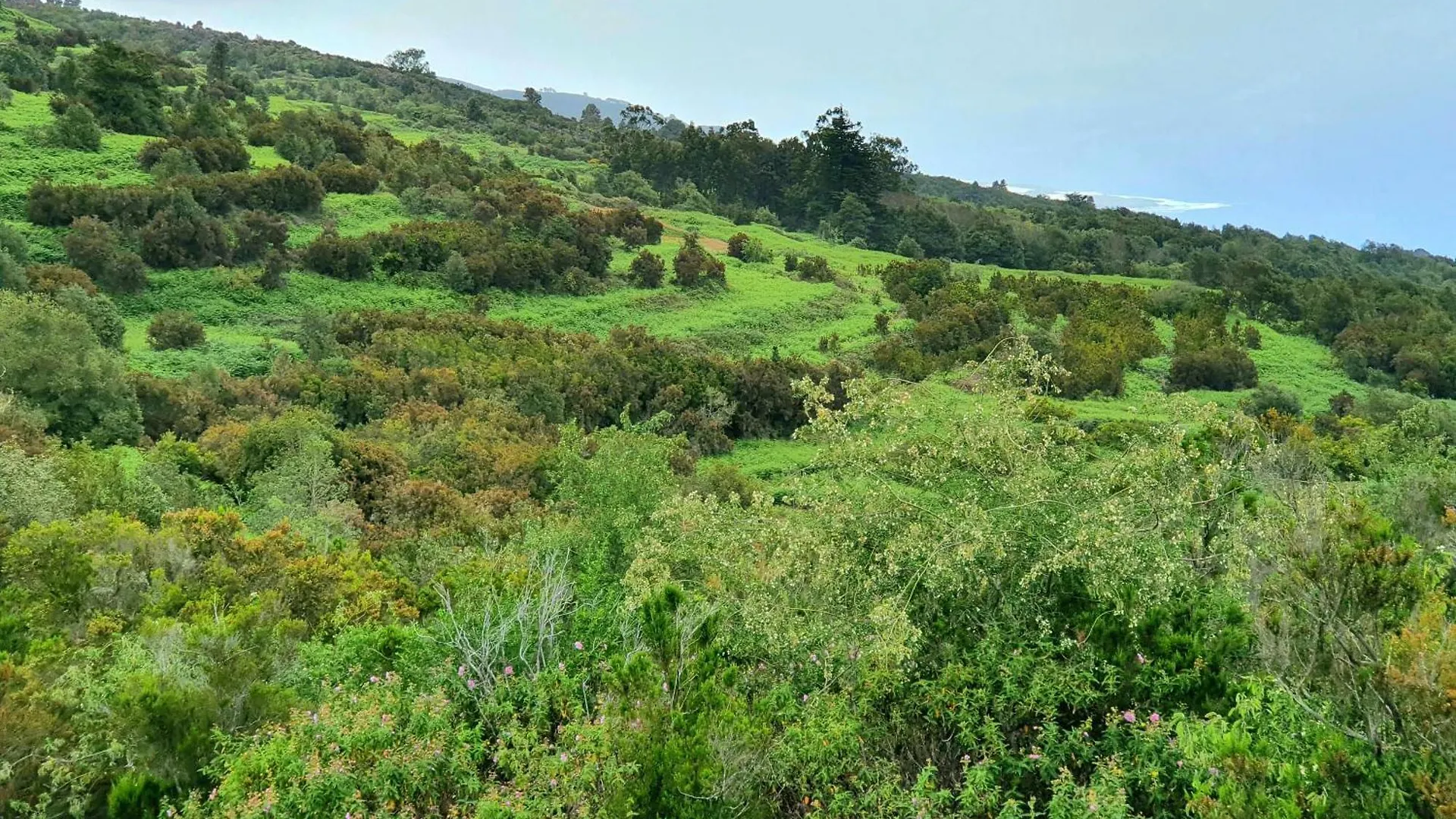 Casa Rural Teide In Icod De Los Vinos By Hrtenerife Net ספרד